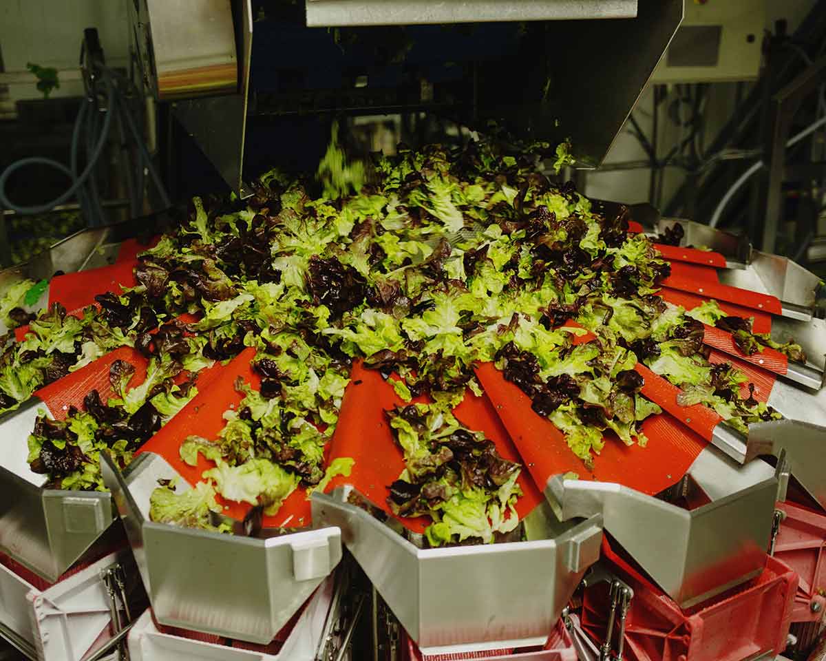 Foto: lavorazione quarta gamma, Credit J. Pebrel / Bonduelle